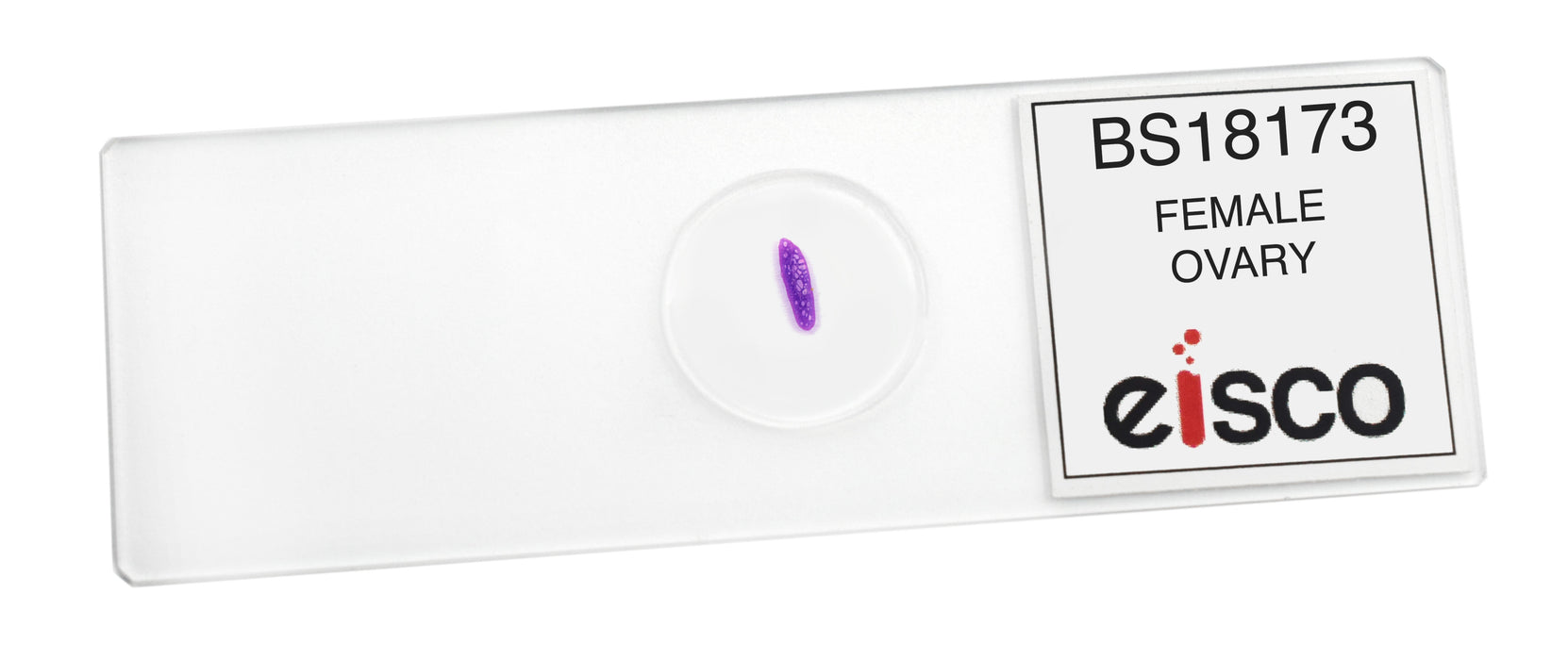 Female Ovary - Prepared Microscope Slide - 75x25mm