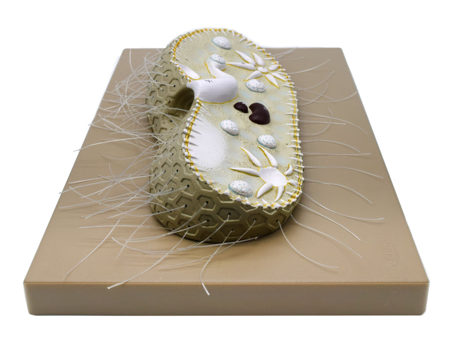 Paramecium Model, Three Dimensional, Sectional View  with Hand Painted Details - Mounted on Base, 15" x 9.5" - Eisco Labs