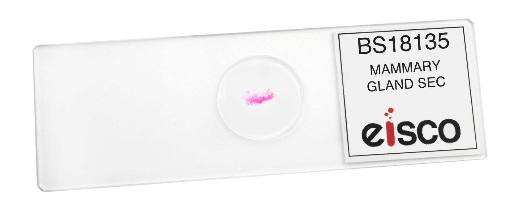 Mammary Gland Section - Prepared Microscope Slide - 75x25mm