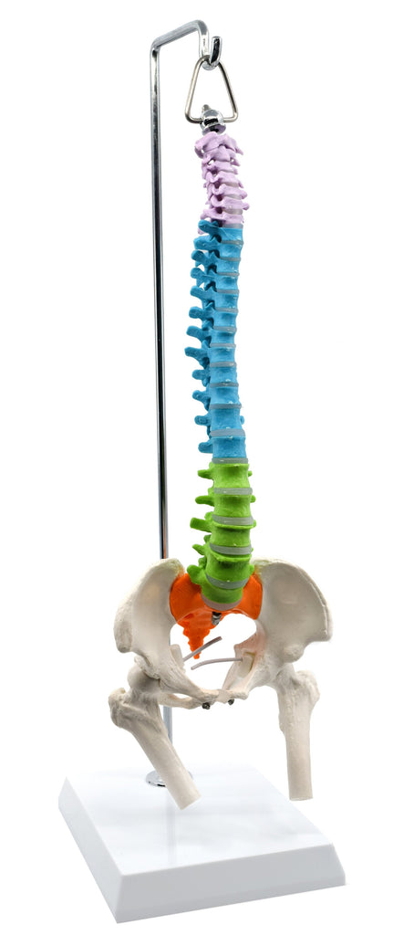 Spinal Column Model with Pelvis & Femur Detail, 1/2 Natural Size