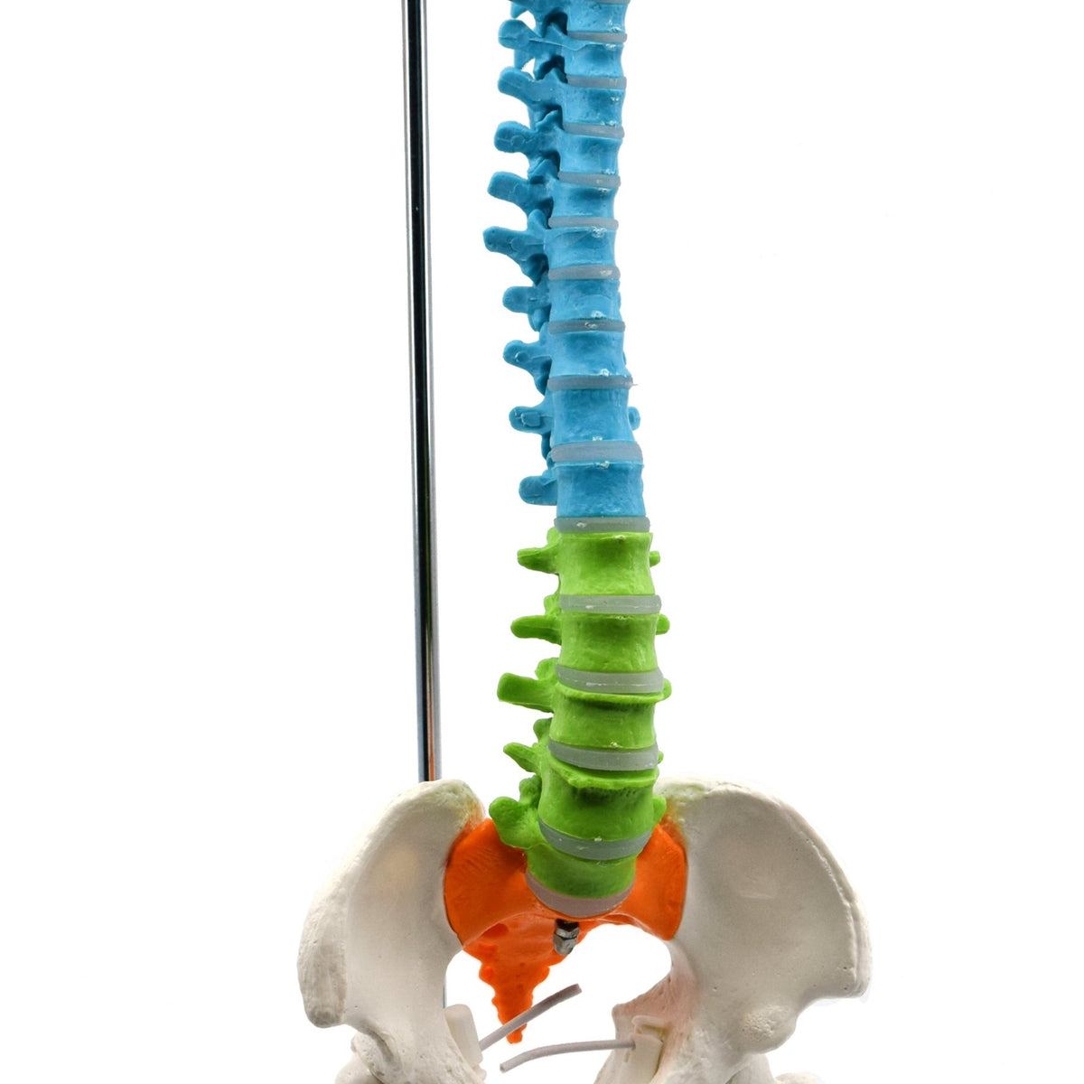 Spinal Column Model with Pelvis & Femur Detail, 1/2 Natural Size