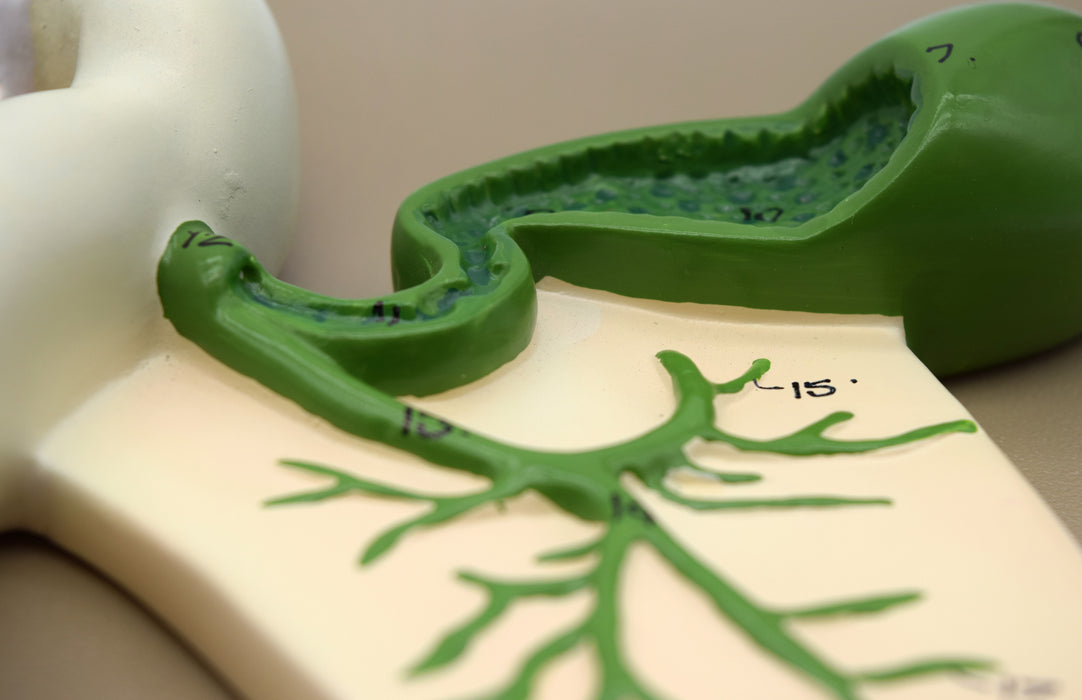 Human Pancreatic Duct Model, Three Dimensional, with Hand Painted Details - Mounted on Base, 10" x 7" - Eisco Labs