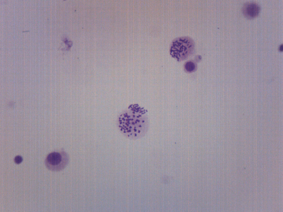 Male Chromosome Smear, Human - Cross Section - Prepared Microscope Slide - 75x25mm