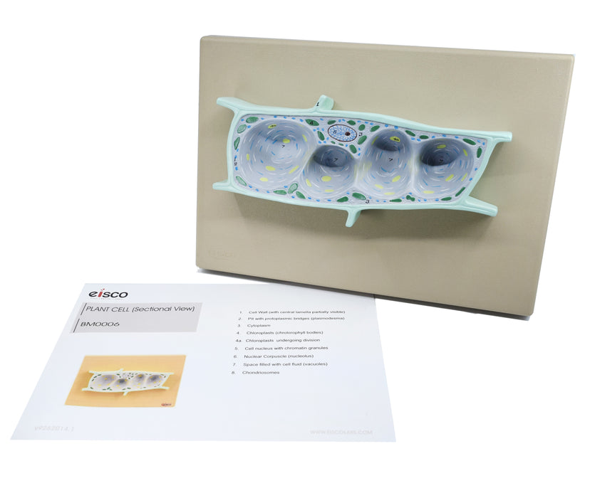 Plant Cell Model, Three Dimensional, Sectional View with Hand Painted Details - Mounted on Base, 13" x 9" - Eisco Labs