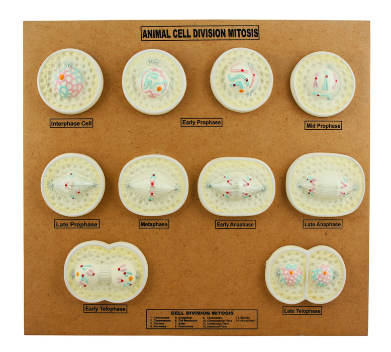 EISCO Animal Cell Mitosis Model