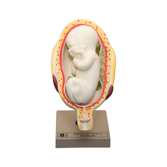 Human Embryo/Fetus Development in Utero Model Set