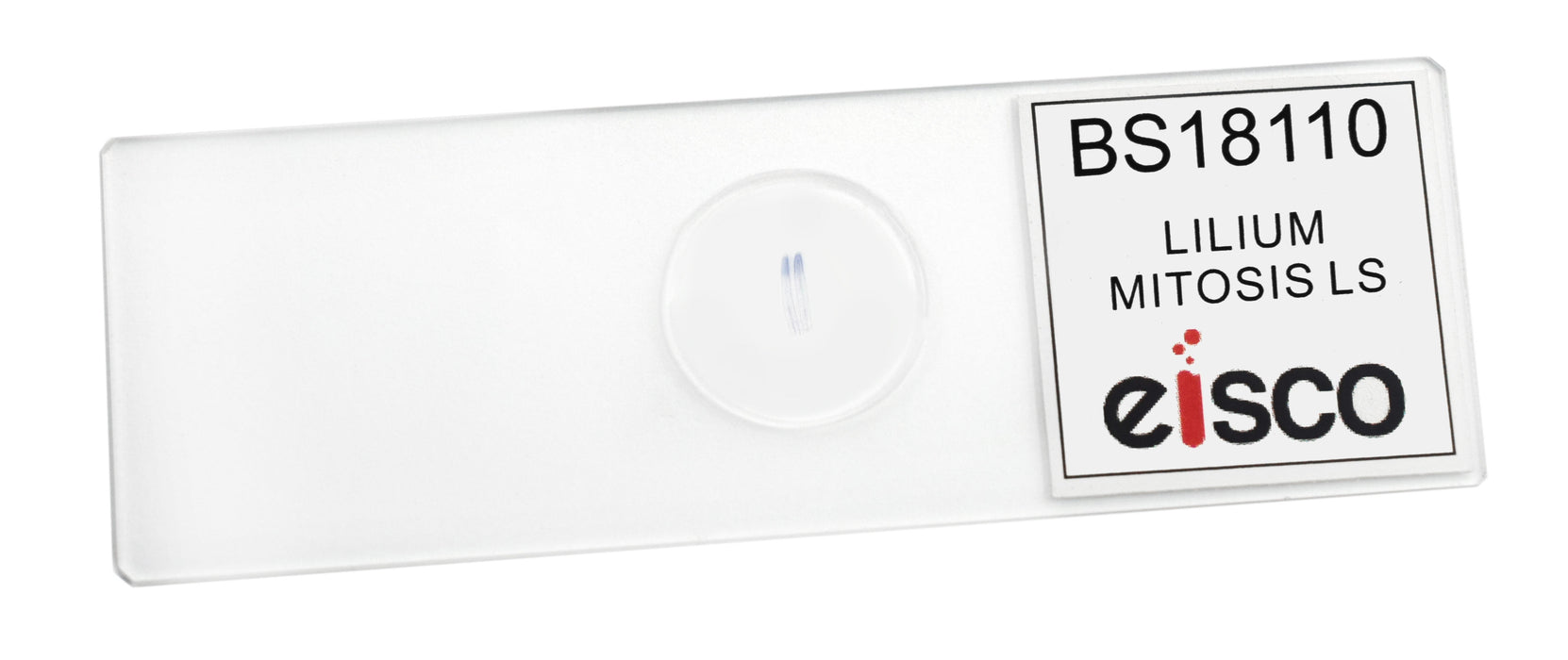 Lilium Mitosis - Prepared Microscope Slide - 75x25mm