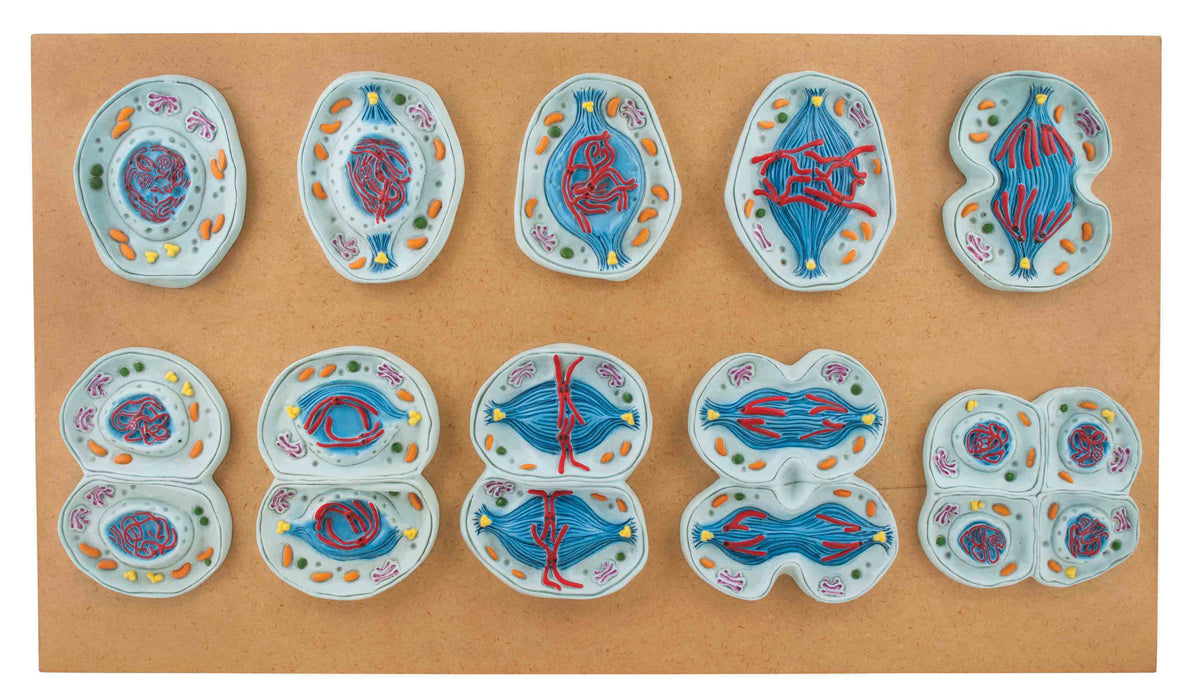 Meiosis Set of 10