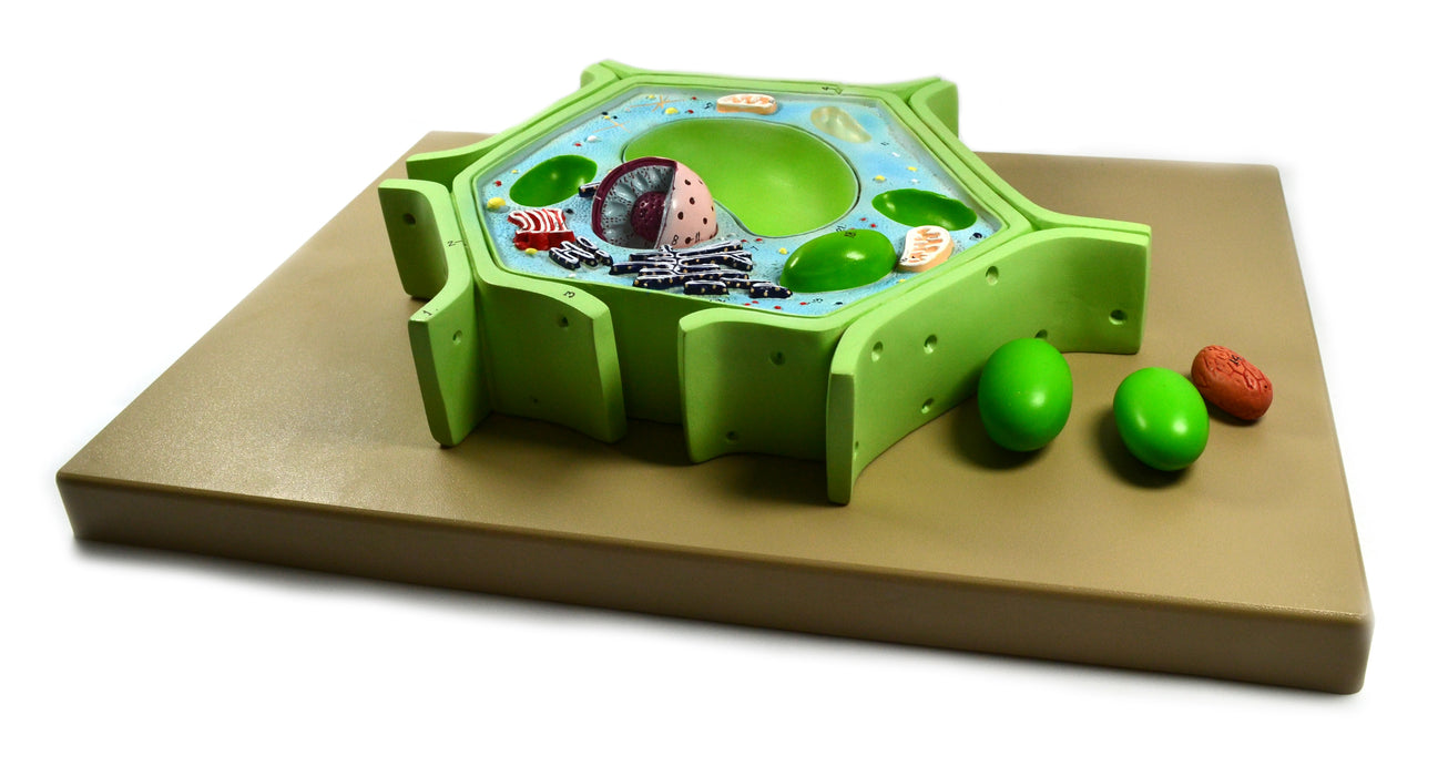 Eisco Labs 4 Part Plant Cell Model on base; chloroplast, mitochondrion, and nucleus removable; 11.5" X 10" X 2"