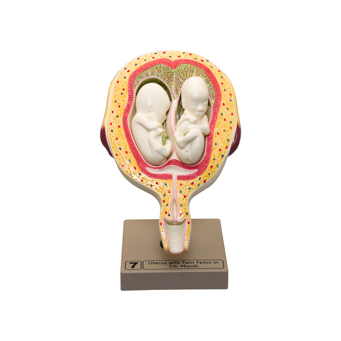 Human Embryo/Fetus Development in Utero Model Set