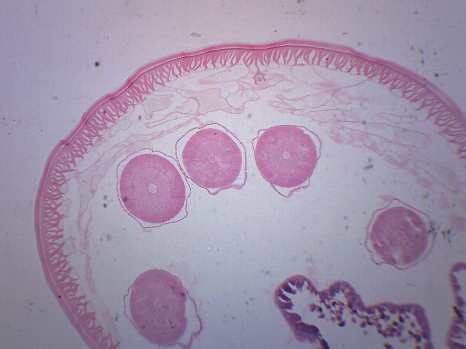Ascaris Lumbricoides - Prepared Microscope Slide - 75x25mm