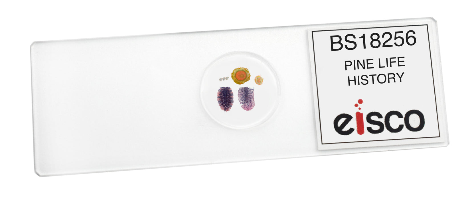 Pine Life History Composite - Prepared Microscope Slide - 75x25mm