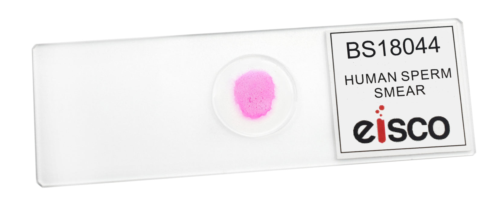 Human Sperm Smear - Prepared Microscope Slide - 75x25mm