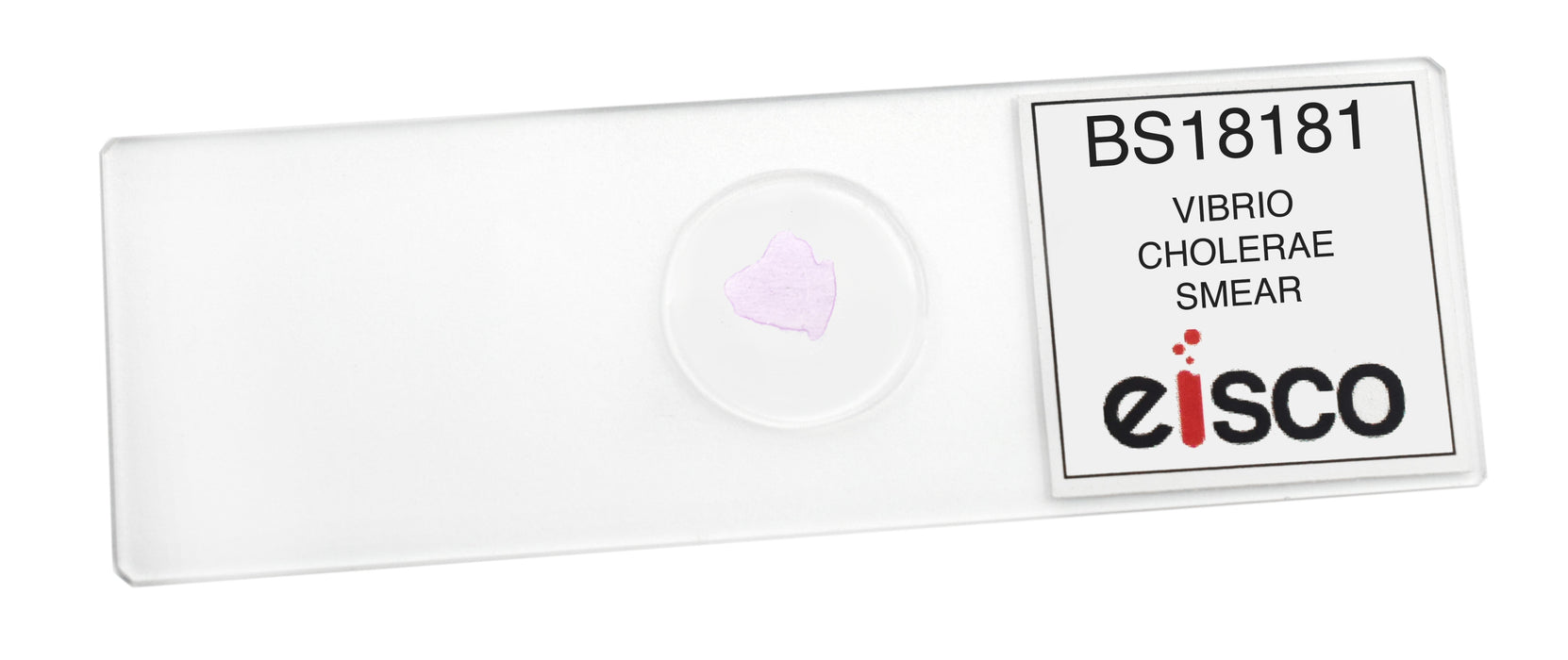 Vibrio Cholerae Smear - Prepared Microscope Slide - 75x25mm