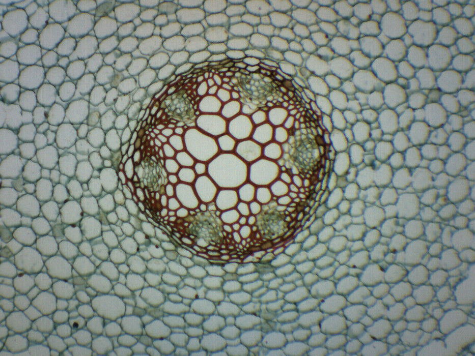Ranunculus Young & Mature Root - Cross Section - Prepared Microscope Slide - 75x25mm