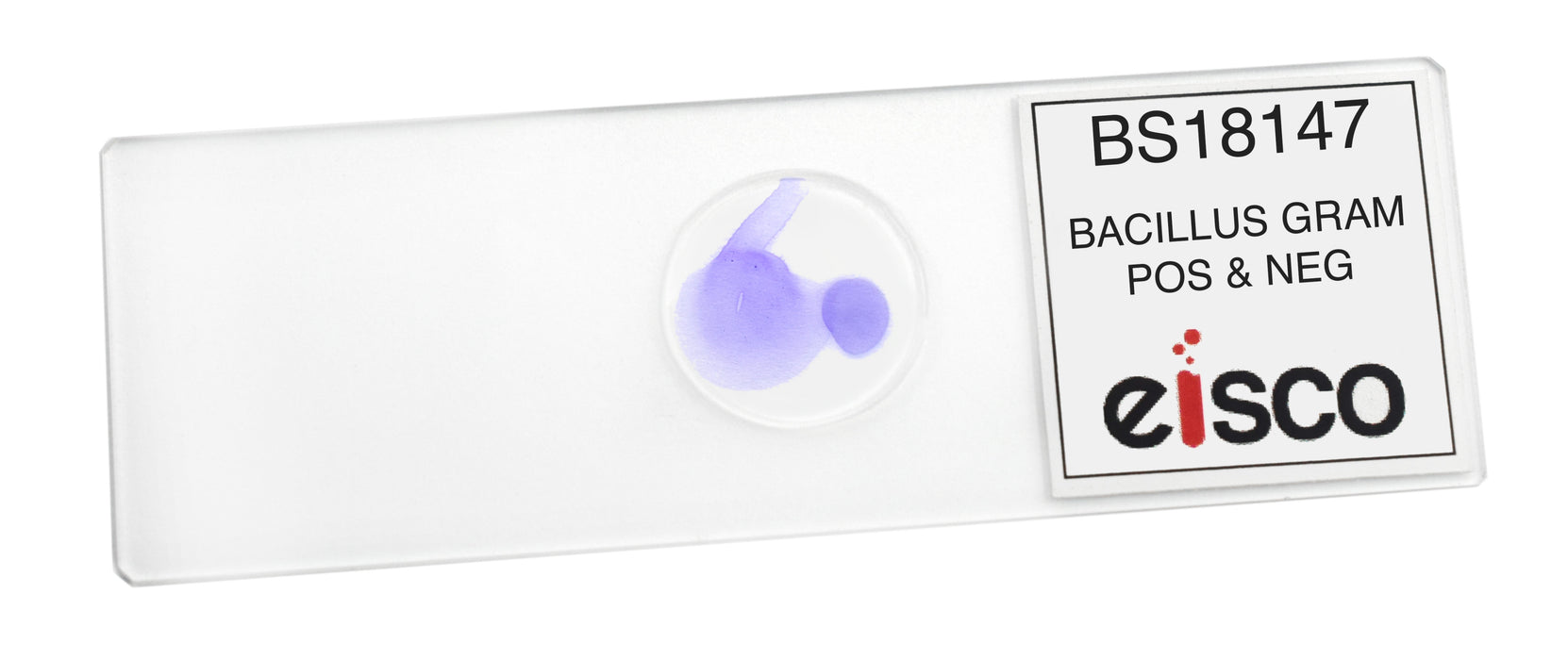Bacillus Culture - Prepared Microscope Slide - 75x25mm