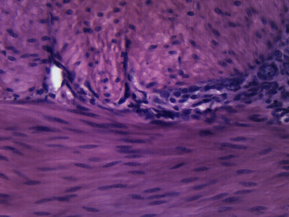 Smooth Muscle Mammal - Cross Section - Prepared Microscope Slide - 75x25mm