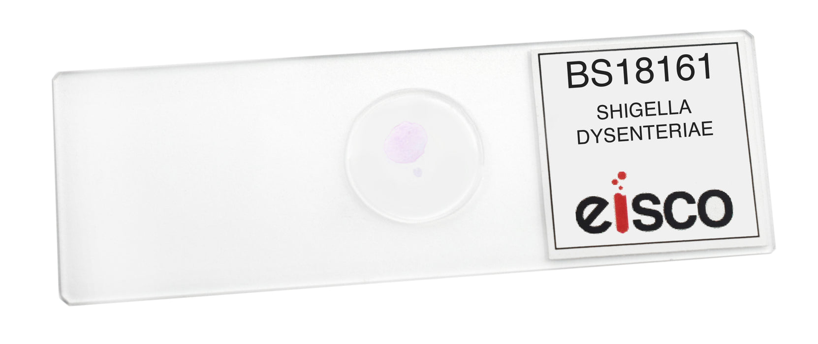 Shigella Dysenteriae - Wholemount - Prepared Microscope Slide - 75x25mm