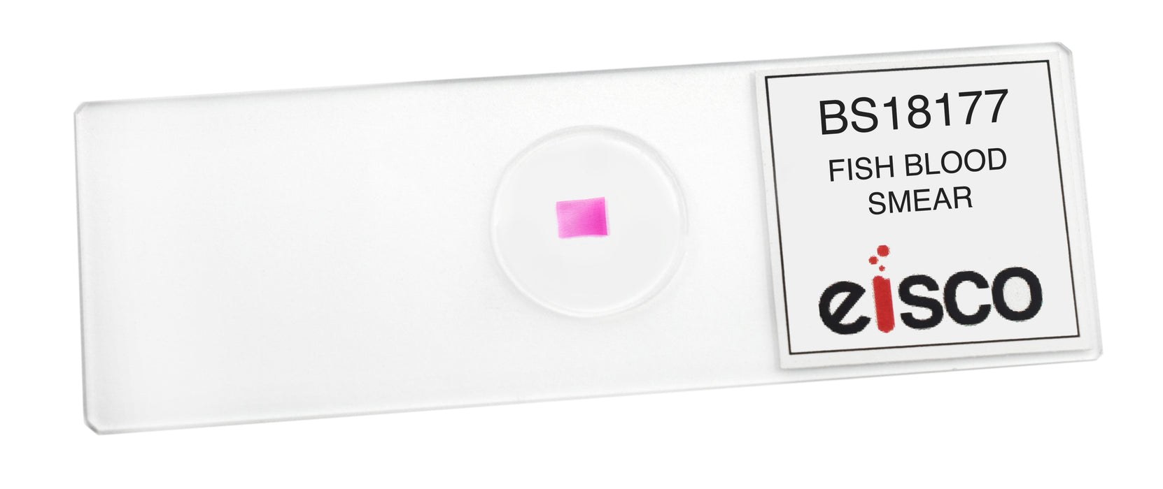 Fish Blood Smear - Prepared Microscope Slide - 75x25mm
