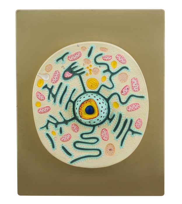 Animal Cell Model - Mounted on 13"x9" Base