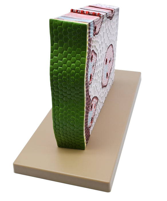Monocot Stem Model, Three Dimensional, Cross Sectional View, with Hand Painted Details, Magnified - Mounted on Base, 11" x 18" x 8" - Eisco Labs