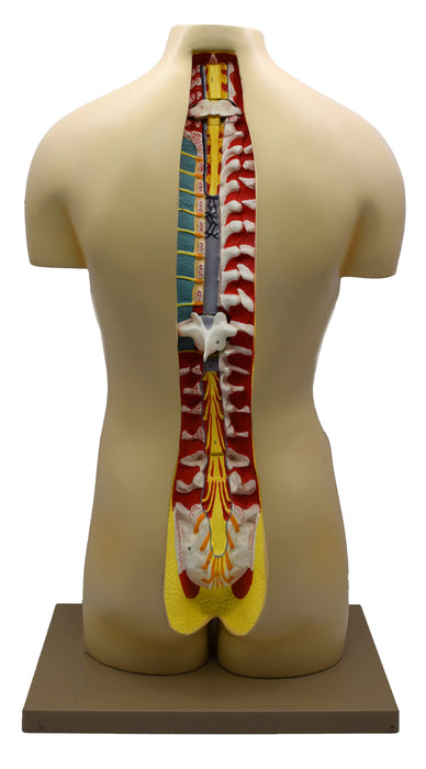 Eisco Labs – Life Size Human Torso Model, Dual Sex, 27 Parts, Open Back with Spinal Cord and Embryo, Removable Organs – Anatomical Model for Medical, Biology, and Classroom Use, 33 Inch