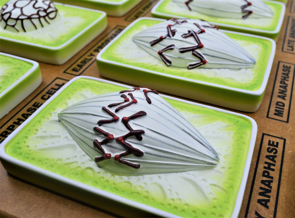 Plant Mitosis Model, 18 Inch - Three-Dimensional - Mounted