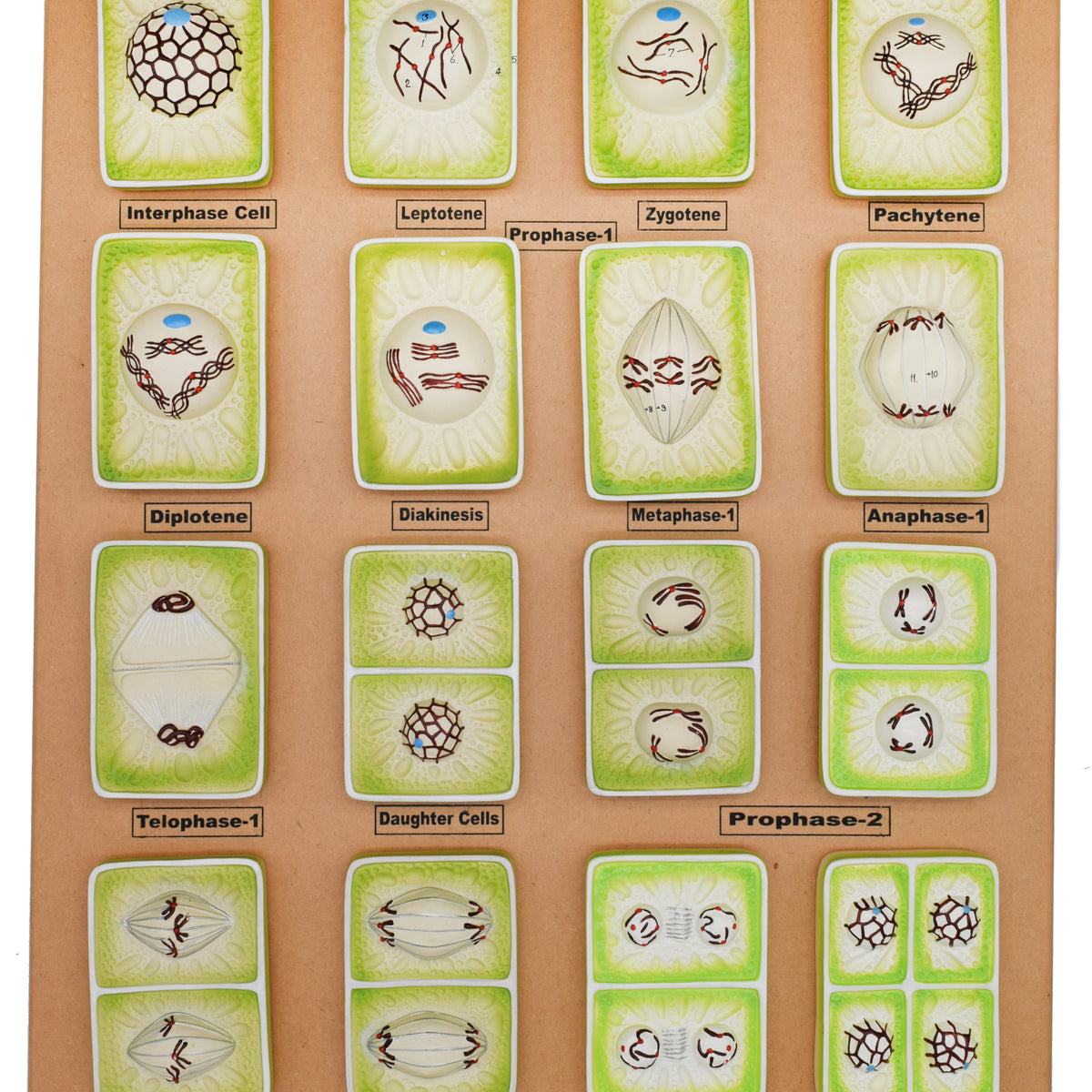 Plant Cell Division Meiosis Model, Three Dimensional, with Hand Painte —  Eisco Labs