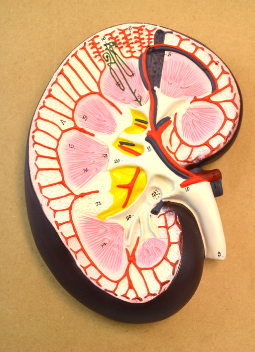 Eisco Life-Size Human Kidney Model, 3 Sections