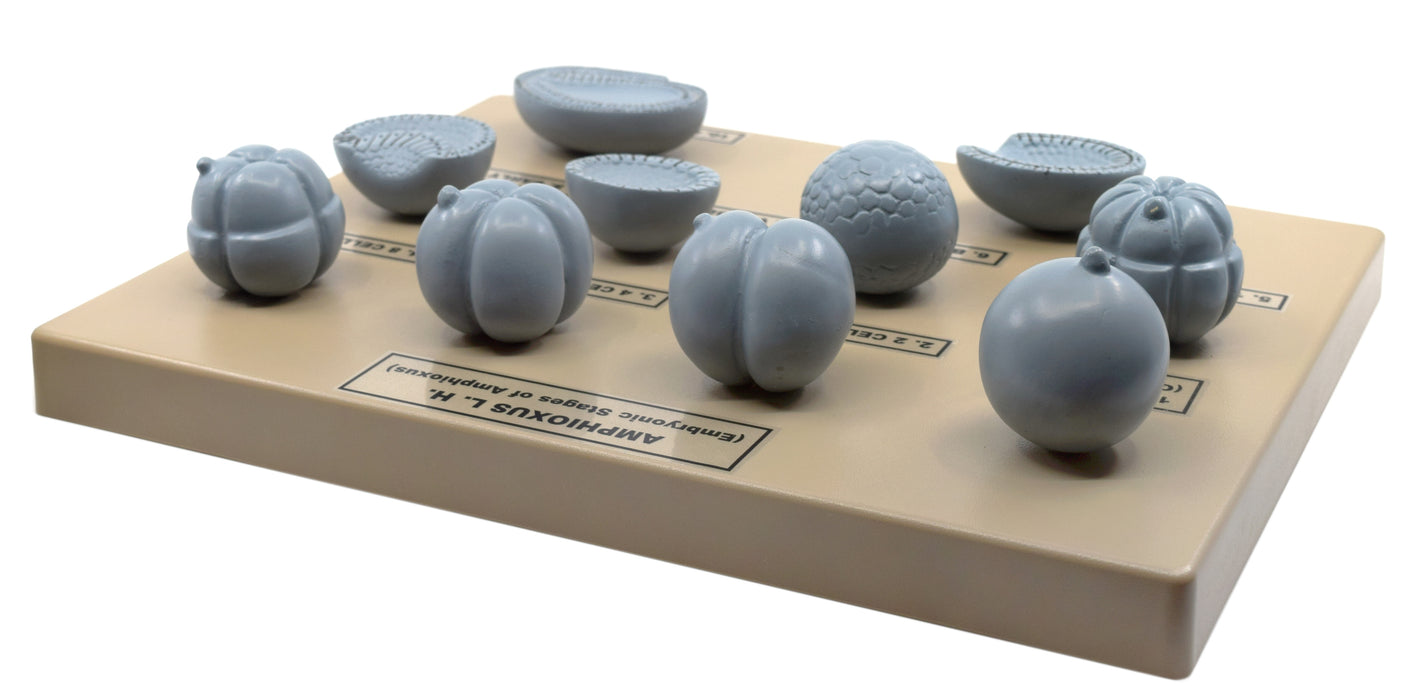 Amphioxus Embryonic Stages Model - Three Dimensional with Hand Painted Details - Mounted on Base, 10" x 9" - Eisco Labs