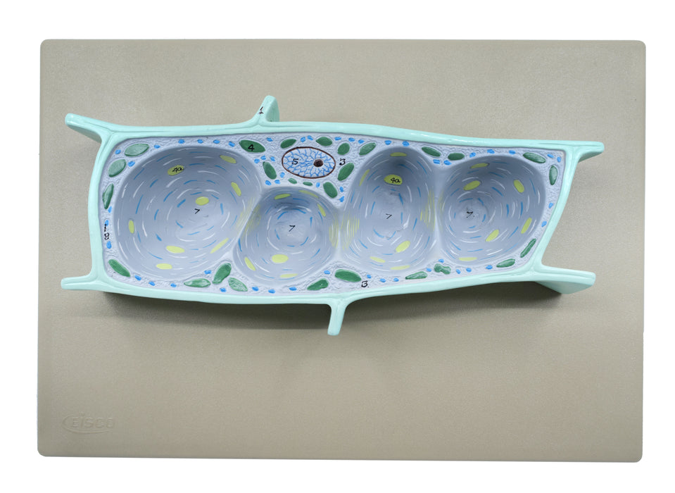 Plant Cell Model, Three Dimensional, Sectional View with Hand Painted Details - Mounted on Base, 13" x 9" - Eisco Labs