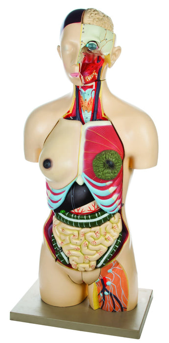Eisco Life-Size Dual Sex Premium Human Torso with Open Front and Back Sections