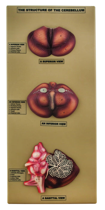 Structure of the Cerebellum