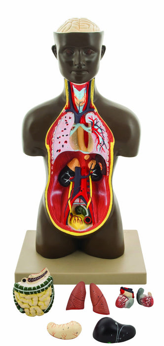 Eisco Half-Size Unisex Human Torso Model with Head, 9 Parts
