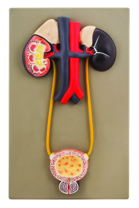 Eisco Human Excratory System Model