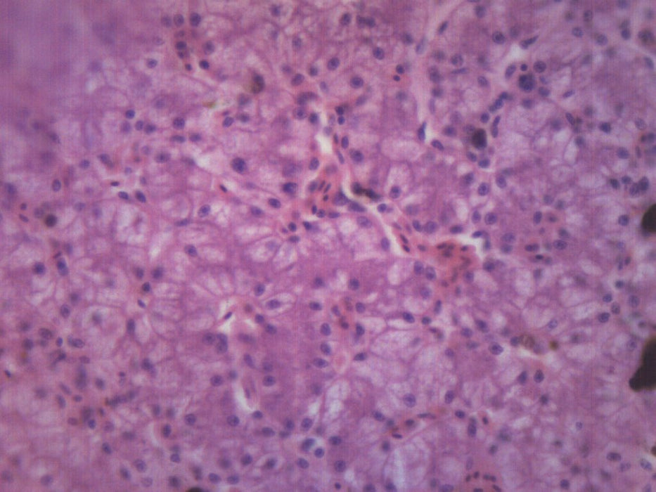 Frog Liver, Section - Prepared Microscope Slide - 75x25mm