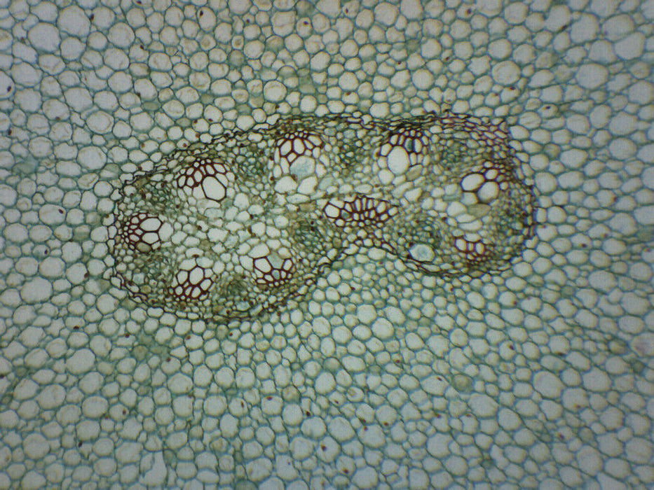 Ranunculus Young & Mature Root - Cross Section - Prepared Microscope Slide - 75x25mm