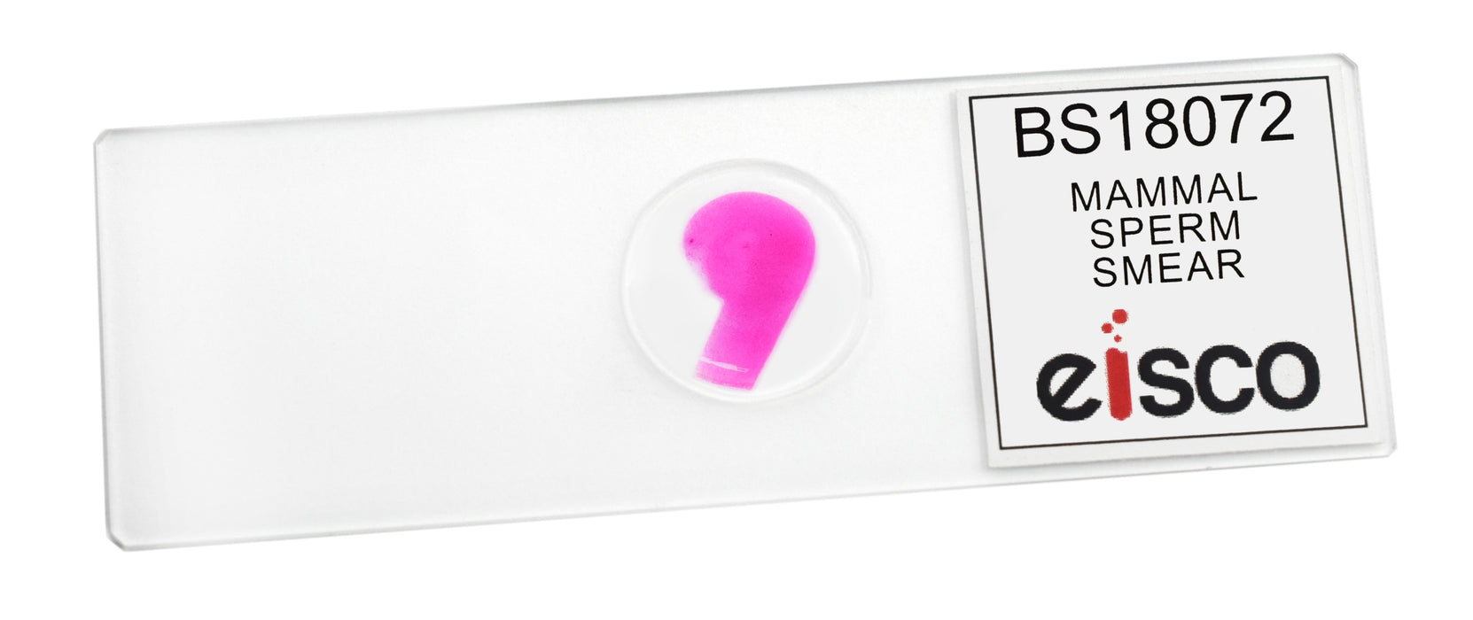 Sperm Smear - Prepared Microscope Slide - 75x25mm