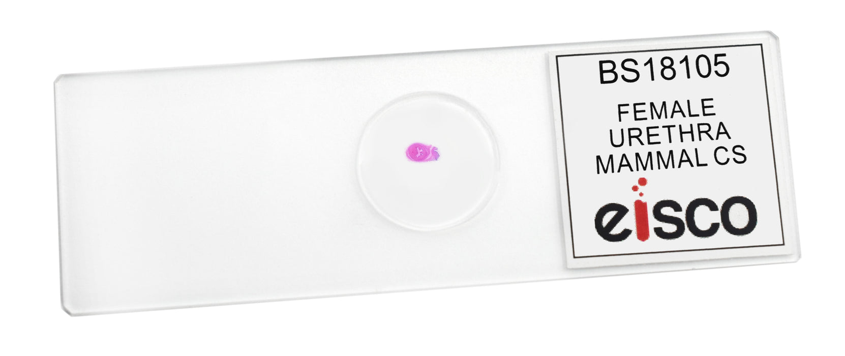Female Urethra - Cross Section - Prepared Microscope Slide - 75x25mm