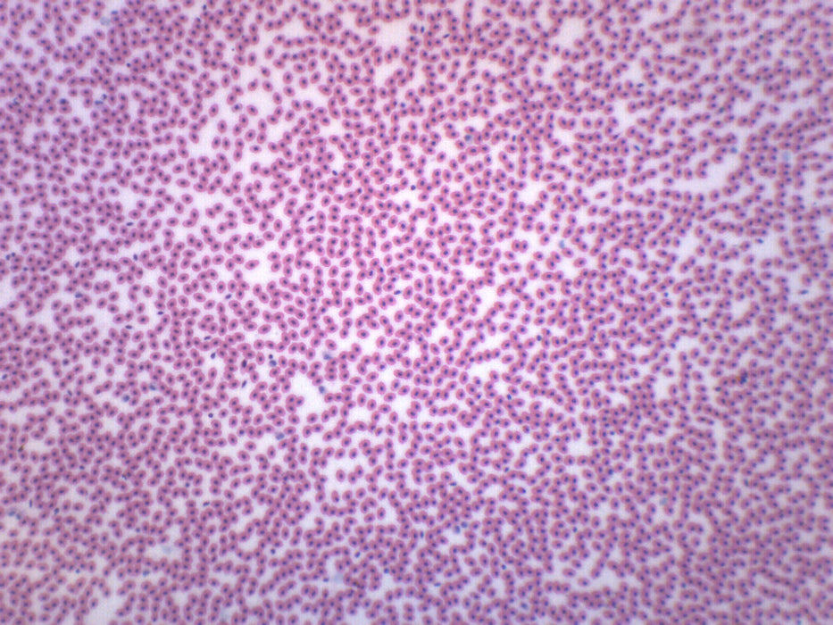 Amphiuma Blood Smear - Wholemount - Prepared Microscope Slide - 75x25mm
