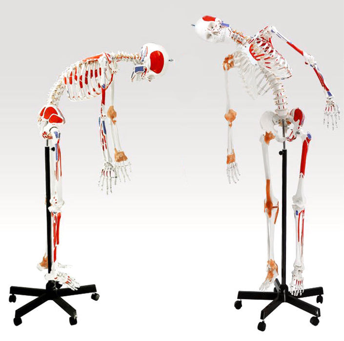 Human Muscular Skeleton Model, Natural Size - Flexible, Painted Muscle Origins & Insertions, Ligaments Details - Rod Mount with Rolling Base - Eisco Labs