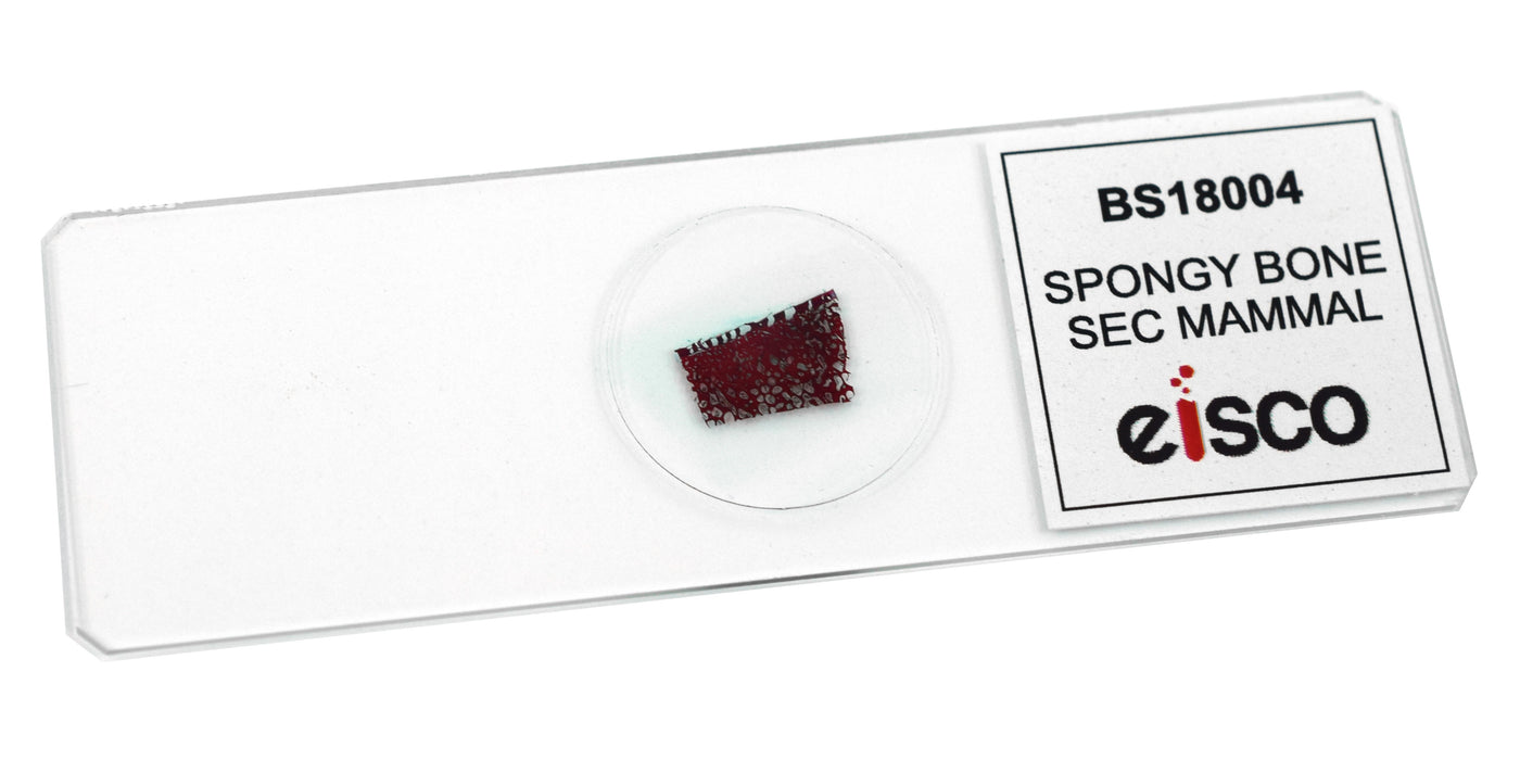Spongy Bone Section (Mammal) - Prepared Microscope Slide - 75x25mm
