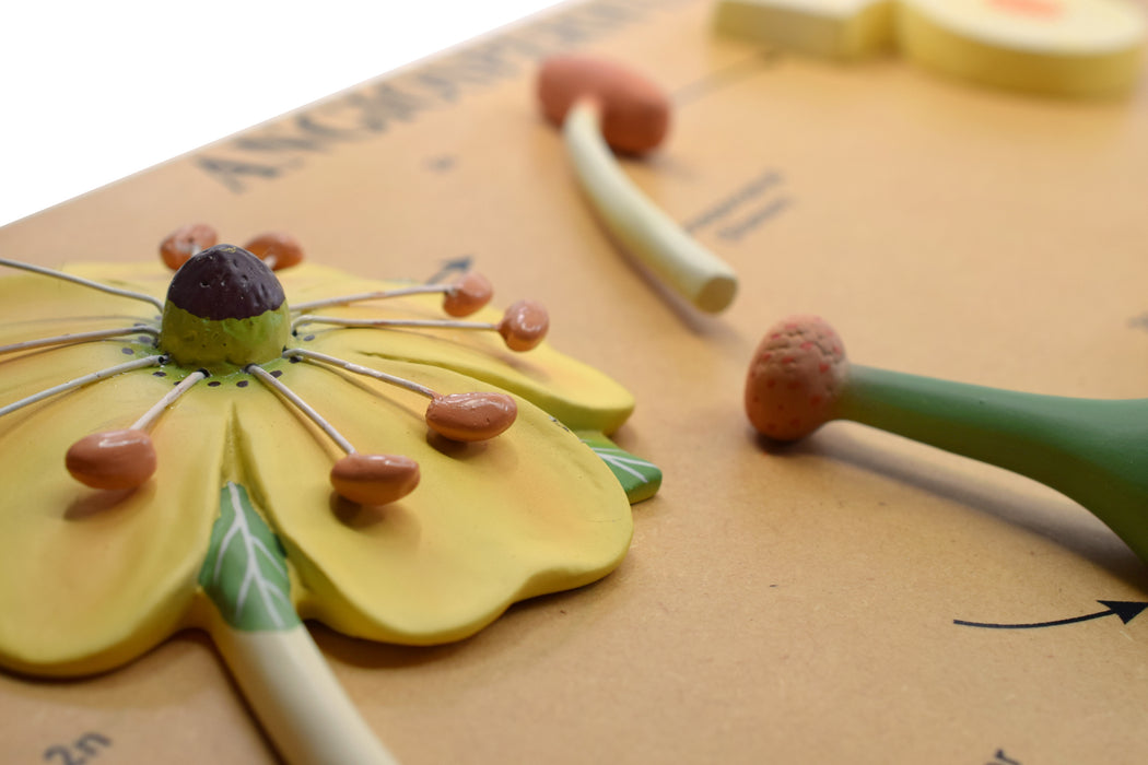L.H of Angiosperms Model - Three Dimensional - Hand Painted Details, Magnified - Mounted on Base, 24" x 18" x 2" - Eisco Labs