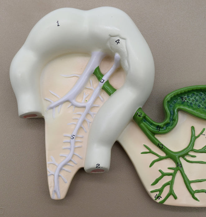 Human Pancreatic Duct Model, Three Dimensional, with Hand Painted Details - Mounted on Base, 10" x 7" - Eisco Labs