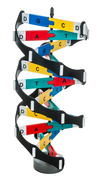 DNA Model Kit – 3D Rotating Double Helix with Snap-Together Base Pairs – Sturdy Plastic Construction for Science Education & Classroom Use – Includes Manual