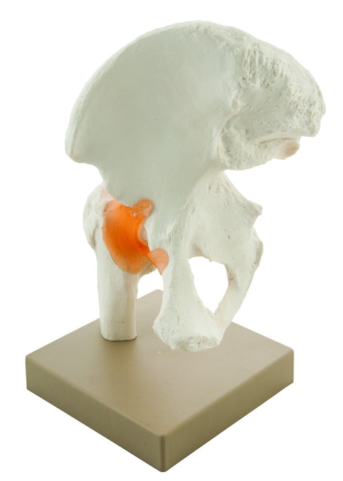 Premium Model Hip Joint - Eisco Labs