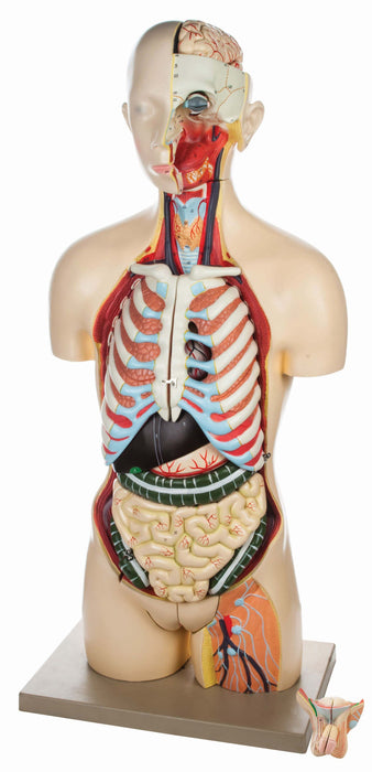 Eisco – Life Size Human Torso Model, 28-Part, Male & Female Reproductive Organs, Removable Anatomical Structures, Open Front and Back, 34" Tall with Base for Classroom and Lab Instruction