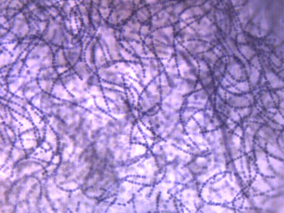 Nostoc Cross Section - Prepared Microscope Slide - 75x25mm