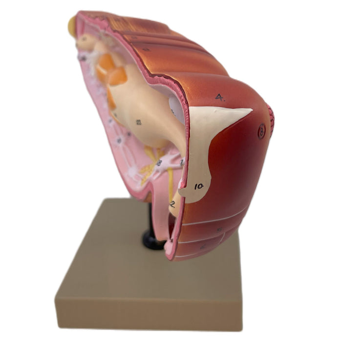 Locust Organs Eisco Labs - Locust Dissection Model - Enlarged Insect Anatomy, Handcr
