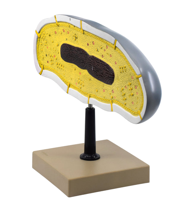 Bacteria Cell Structure Model - 10 Labeled Structures with Key Card - Mounted on Stand